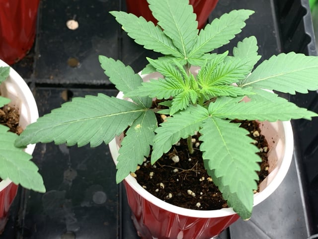 Papaya Frosting  — seedling_rooting, day 19