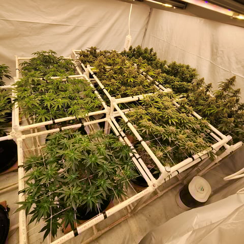 true genetics  — flower, day 34