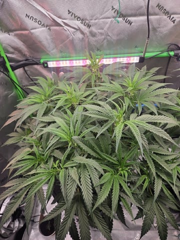Northern Lights / Banana Kush — flower, day 58