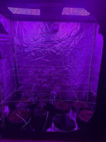 My First Grow — grow_setup, day 1