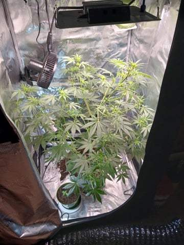 black gorilla feminized  — flower, day 13