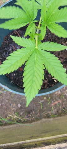 Lemon Diesel — vegetative, day 1