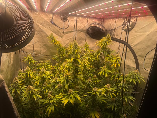 The little plant that could! — flower, day 95