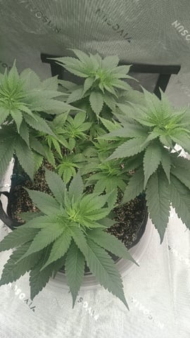 Critical Purple Kush — vegetative, day 63