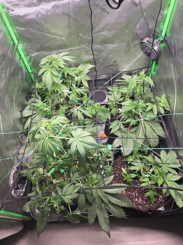 Special Kush#1 and Purple Queen Auto  — vegetative, day 36