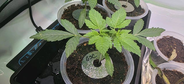 Girl Scout Cookies  — vegetative, day 28