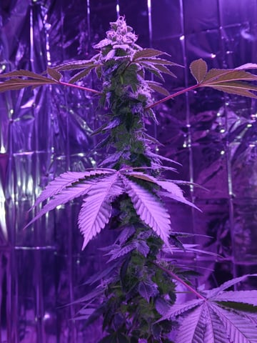 triangle kush  — flower, day 90