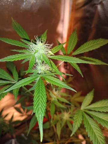 aurora auto — flower, day 76