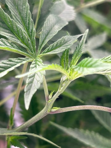 zunami s1 grounded genetics  — vegetative, day 33