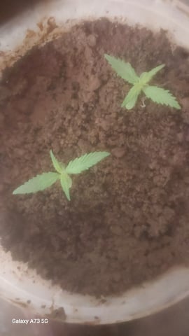 Grow Weed. — seedling_rooting, day 2