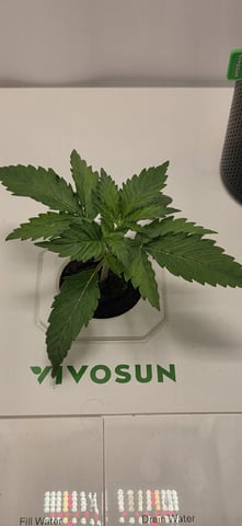 Vivosun Seed tent — vegetative, day 17
