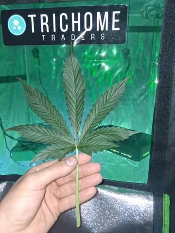 first auto grow — flower, day 34