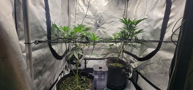 First clones (Dr nefario)  — flower, day 31
