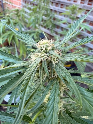 Muliflex — flower, day 70