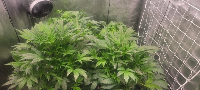My First Grow