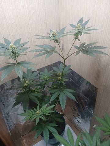veve — flower, day 94