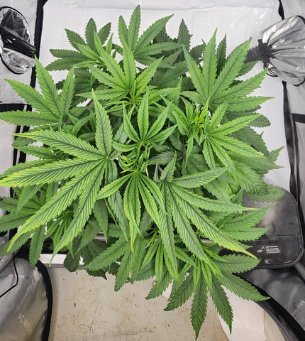 1st grow Dr. Nefario — vegetative, day 39
