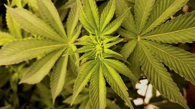 Blackberry Kush — flower, day 74