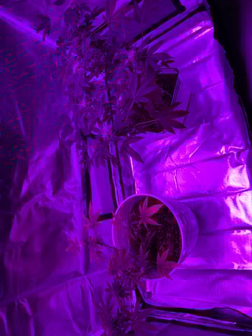 OG Kush — flower, day 113