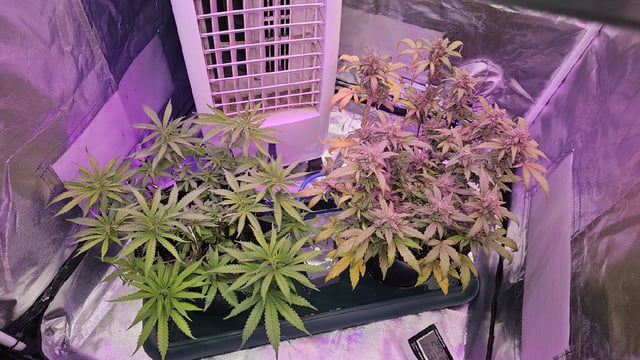 Amnesia Haze Run — vegetative, day 16