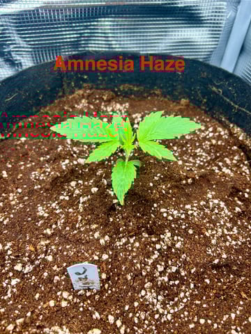 sticking to basics second grow — seedling_rooting, day 7