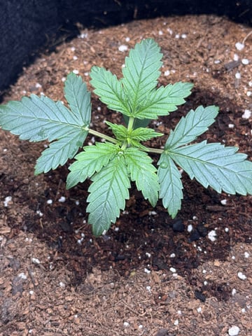 Bubba KUSH — seedling_rooting, day 10