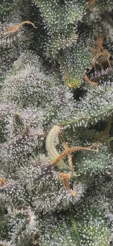 Maple Nectar  — flower, day 92