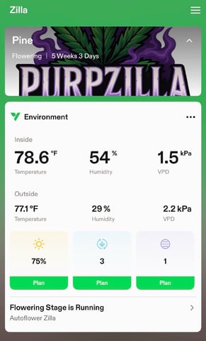 Pine (Auto) 2025 - 0 — flower, day 38