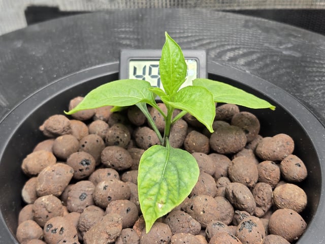 JALAPEÑO 🌶 — vegetative, day 40