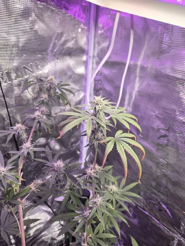 Kalini Asia Auto  — flower, day 46