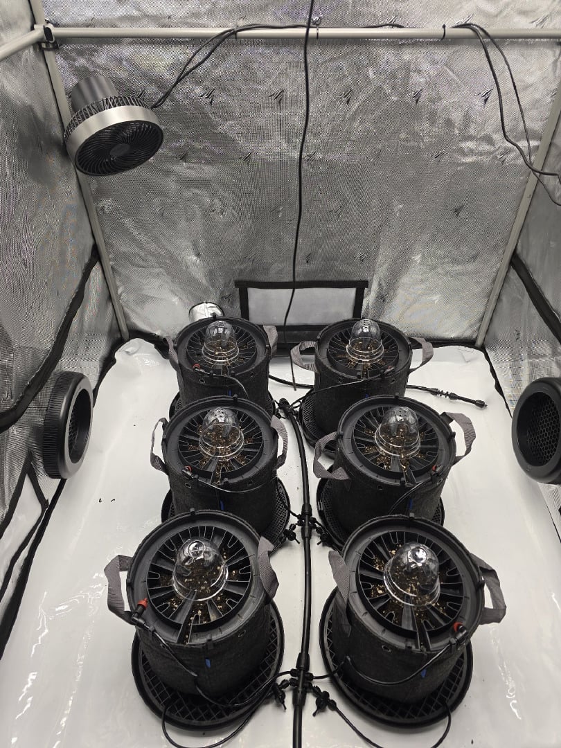 2nd Grow Lemon Cherry Cookies