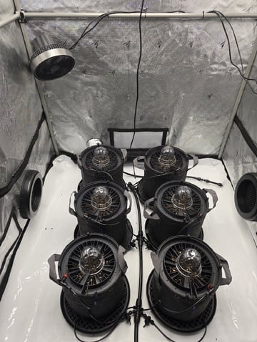 2nd Grow Lemon Cherry Cookies — grow_setup, day 1