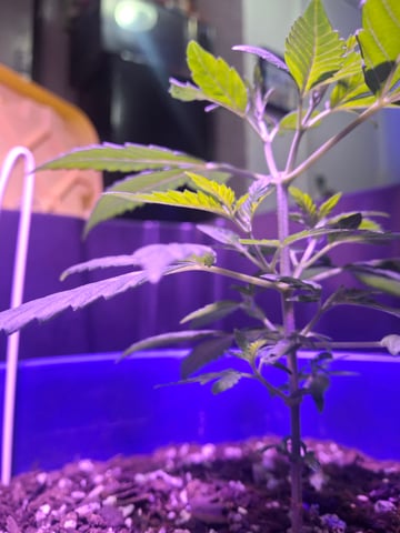 5 Random Seeds in a pot I found in my grinder. — vegetative, day 22
