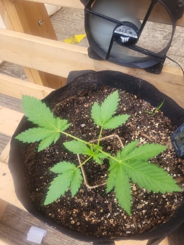 Clones And Hermie Seeds — vegetative, day 36