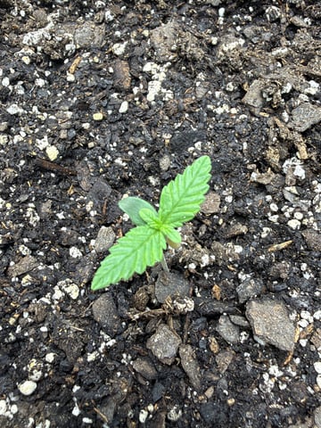 Gorilla Cookies 2nd Try — seedling_rooting, day 11