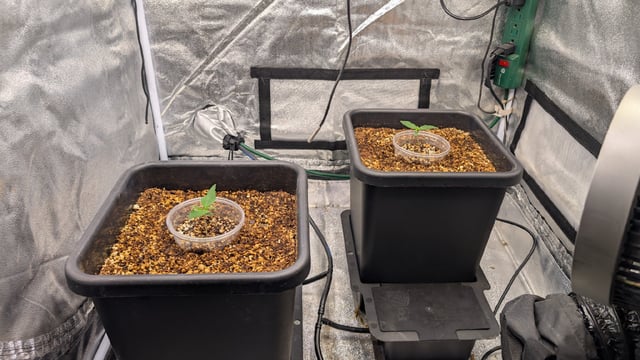 Grow 3 — germination, day 14
