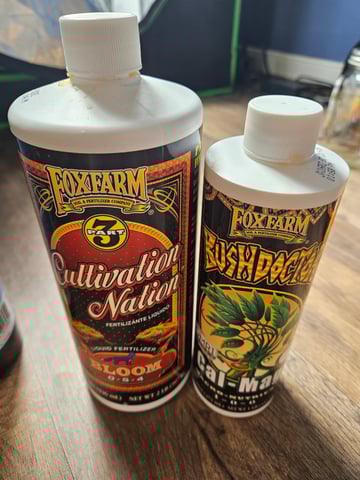 Sour Patch Kids — flower, day 11