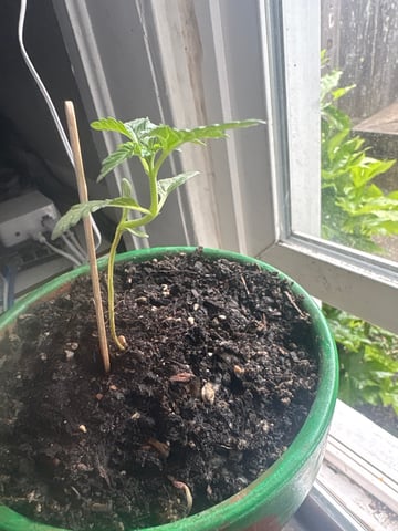 My First Grow — seedling_rooting, day 43