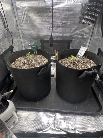 Gorilla Cookies — 1st Grow — vegetative, day 20