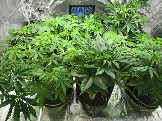 2nd Autoflower Indoor Grow — flower, day 37