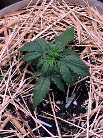 Round 1.5 — vegetative, day 23