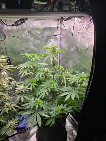 Northern lights #10 2nd plant (Selkies) — flower, day 51