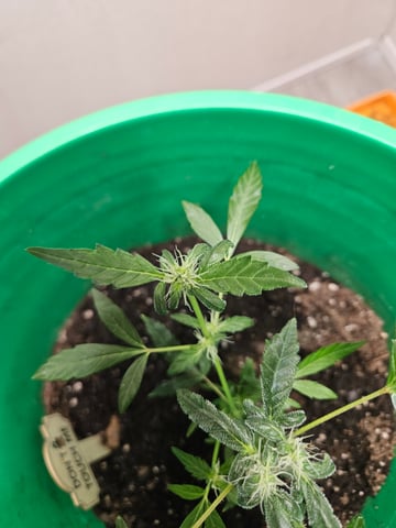 1st plant. Strain: Green Gelato AutoFlower — flower, day 63