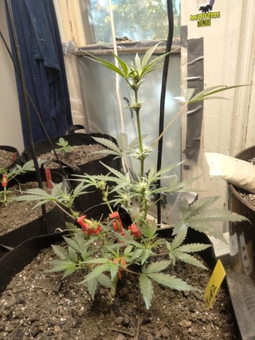 jay seaton  — done, day 131