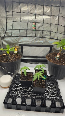 ethos genetics  — seedling_rooting, day 14