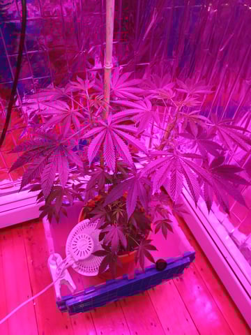 triangle kush  — flower, day 48