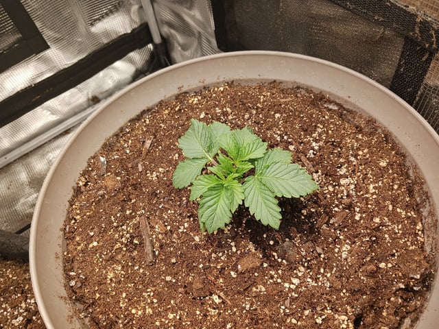 9lbhammer feminized  — vegetative, day 12