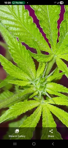 triangle kush  — flower, day 54