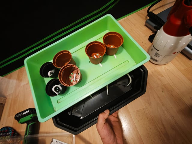 random seed First grow — grow_setup, day 1