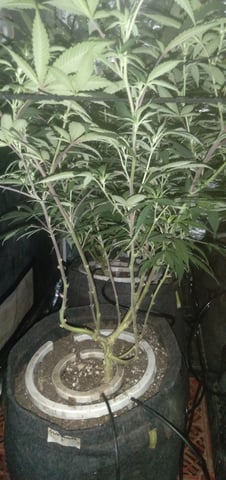 Organic Grow — flower, day 6